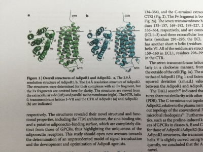 ▲ 아디포넥틴의 수용체 구조 ( Crystal structures of the human adiponectin receptors)(네이처)
