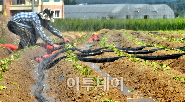 ▲기록적인 폭염에 가뭄까지 겹치면서 채소와 과일 값이 폭등, 서민들의 장바구니 물가에 비상이 걸렸다. 고랭지 배추는 지난 22일 현재 평년 가격보다 134%나 오른 1만9,245원까지 치솟았다. 23일 강원 춘천시 서면에서 한 농민이 배추밭에 물을 대고 있다. 최유진 기자 strongman55@