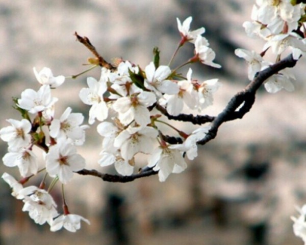 ▲도원교통의 홈페이지에는 벚꽃이 피어 있다. (양복희 동년기자) 