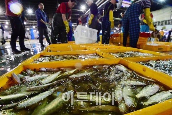 ▲22일 오전 서울 가락동 농수산물시장 활어경매장에서 상인들이 전어 거래 준비에 분주하게 움직이고 있다. 전어는 9월 중순부터 10월 초순까지 맛이 가장 좋아 이 기간에 가을 전어잡이가 활발하게 이뤄진다. 고이란 기자 photoeran@