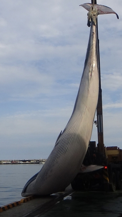 ▲25일 낮 12시 30분 경, 포항시 남구 구룡포 남동쪽 해상에서 참고래로 보이는 11m 크기의 대형고래 1마리가 죽은 채 발견됐다.(포항해경 제공)
