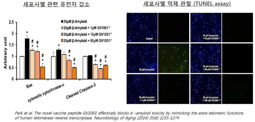 ▲β-amyloid에 의한 신경세포 사멸억제 및 염증반응 억제확인