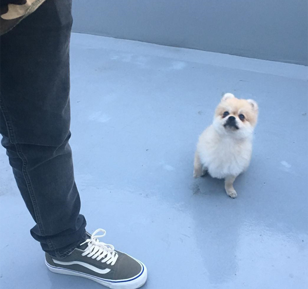 ▲팔로알토 반려견 '몽크'(사진=인스타그램)