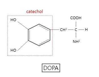 ▲도파(DOPA)의 화학적 구조식
