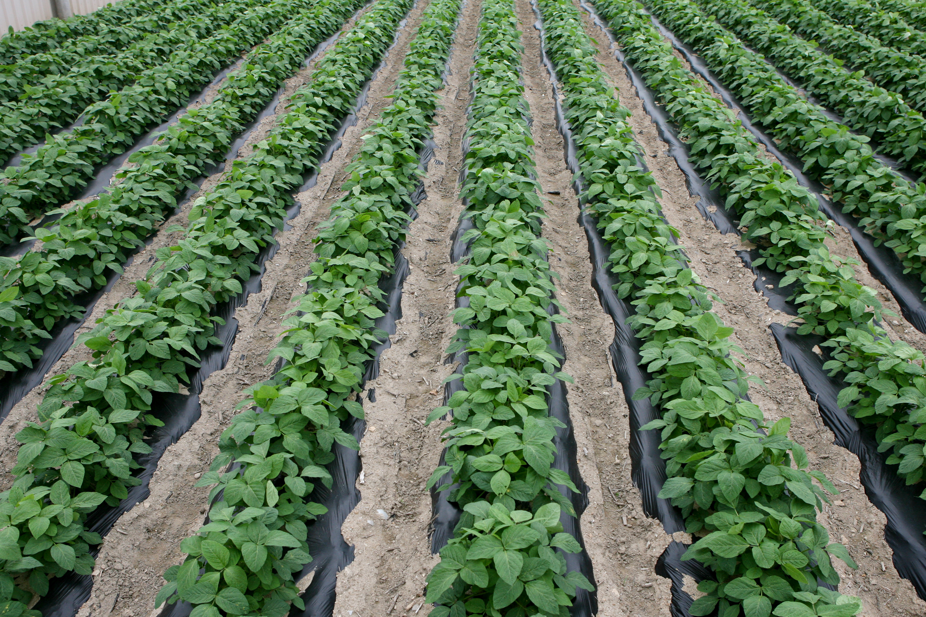 ▲콩 재배지 전경(농촌진흥청)