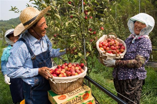 ▲SPC그룹은 지역 특화 농산물인 영천사과를 활용해 파리바게뜨 등에 제품을 개발, 판매하고 있다. (사진=SPC그룹)