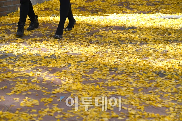 ▲가을이 깊어가고 있다. 어제 서울 정동길에서 시민들이 은행나무 낙엽을 밟으며 걷고 있다.
