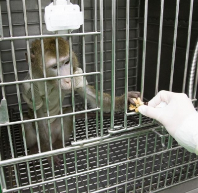 ▲국내 연구진이 면역거부반응을 제어한 돼지 심장을 이식한 원숭이에게 음식물을 공급하고 있다. (사진=농촌진흥청) 