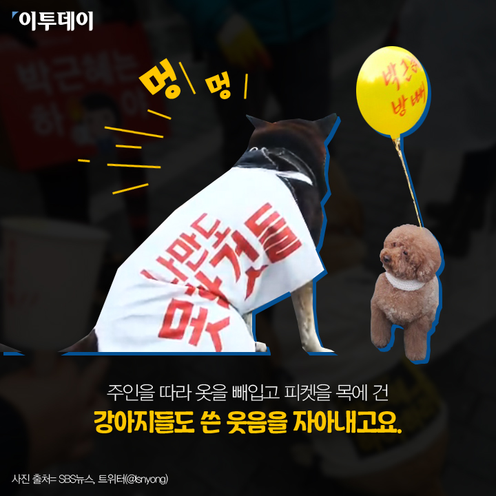 [카드뉴스 팡팡] 일상속에 번진 “박근혜는 하야하라”