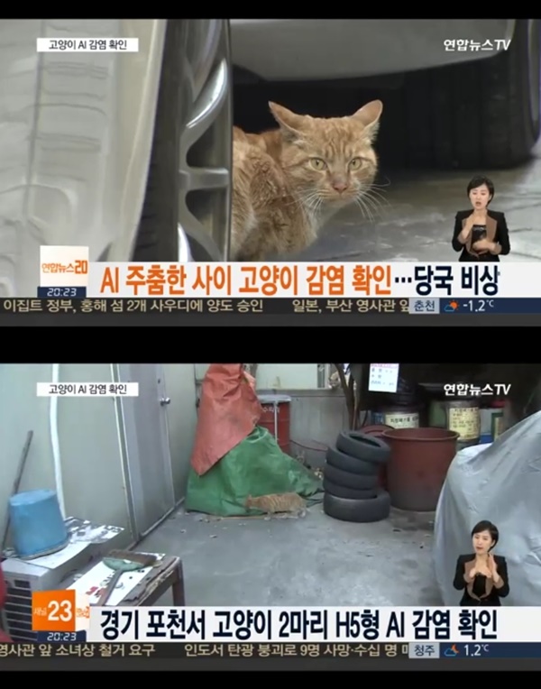 (▲ytn '연합뉴스' 고양이 AI)