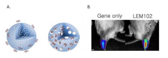 ▲A.기존 나노-입자와 레모넥스의 약물전달체 비교 B. 레모넥스 약물전달체의 성능을 확인하기 위한 동물실험에서 유전자 발현효율이 증가한 것을 확인했다