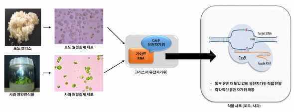 ▲CRISPR(크리스퍼 유전자가위)를 이용한 포도, 사과세포의 유전체 교정 과정
