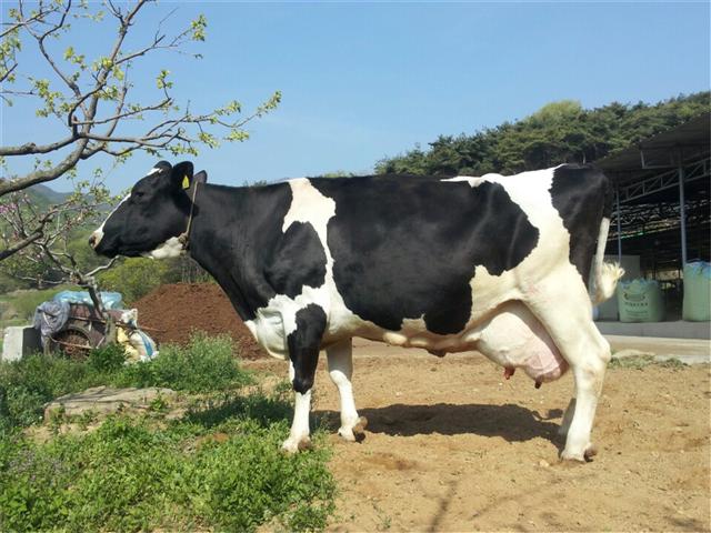 ▲젖소(농협중앙회)