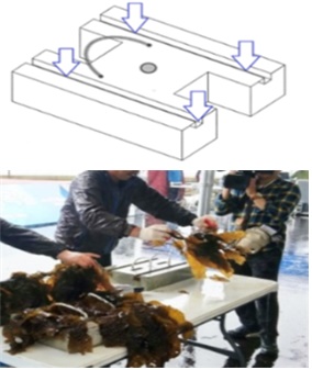 ▲해조류 이식 패널(위) 해조류를 이식패널에 끼우는 모습(아래)