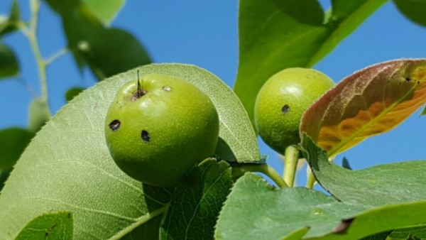 ▲충남 예산군 신암면의 한 배 농장에서 지난 13~14일 내린 우박을 맞은 열매들에 까맣게 구멍이 뚫려 있다.(농협중앙회)