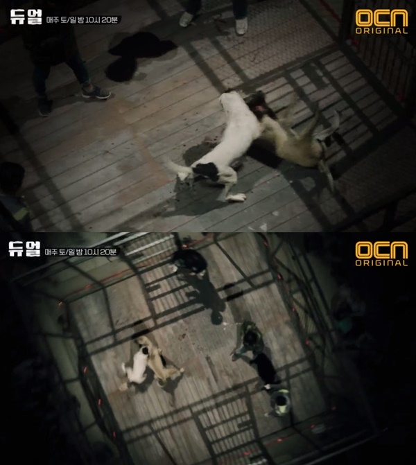 ▲논란이 된 투견 장면(사진=OCN 주말드라마 '듀얼' 캡처)