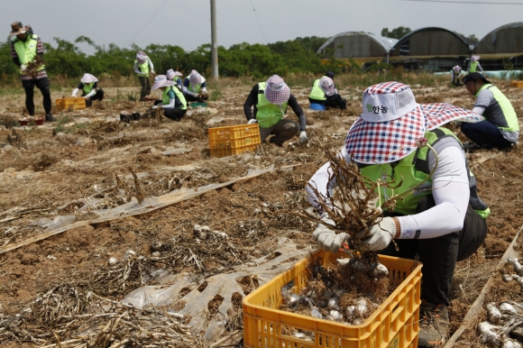 ▲팜한농 직원들이 14일 충남 서산시 고북면 마늘밭에서 마늘 수확 작업을 거들며 구슬땀을 흘리고 있다.(사진제공=팜한농)