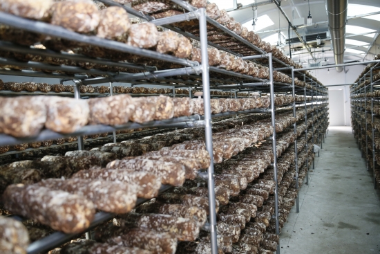 ▲전남 보성군에 위치한 ‘버섯재배 돔하우스 스마트팜' 실증단지 내부 및 하우스에 설치된 표고버섯 배지 전경.(사진제공= KT)