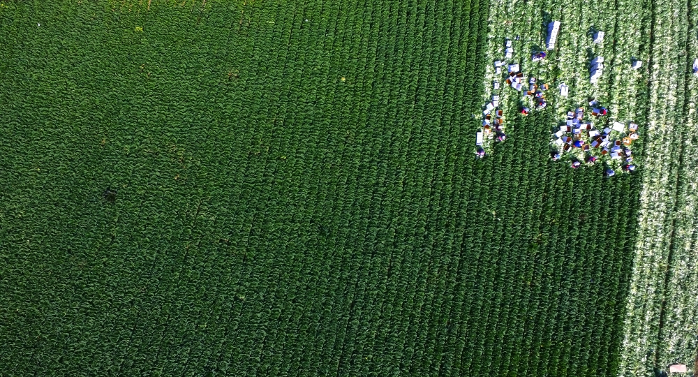 ▲가지런한 고랭지배추밭에서 수확이 한창이다. 최유진 기자 strongman55@