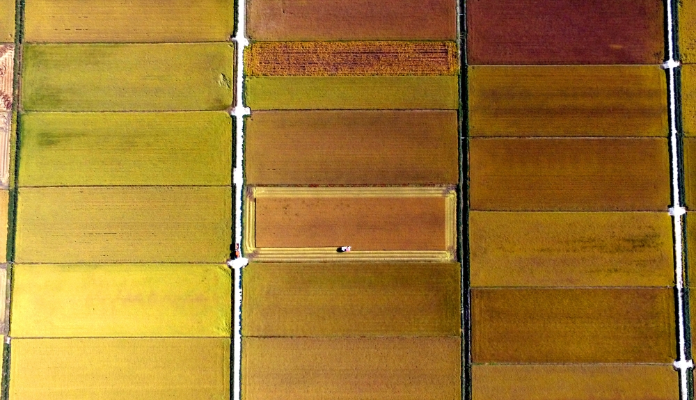 ▲장난감 같은 콤바인이 황금들녁에서 한 해의 결실을 수확하고 있다. 최유진 기자 strongman55@