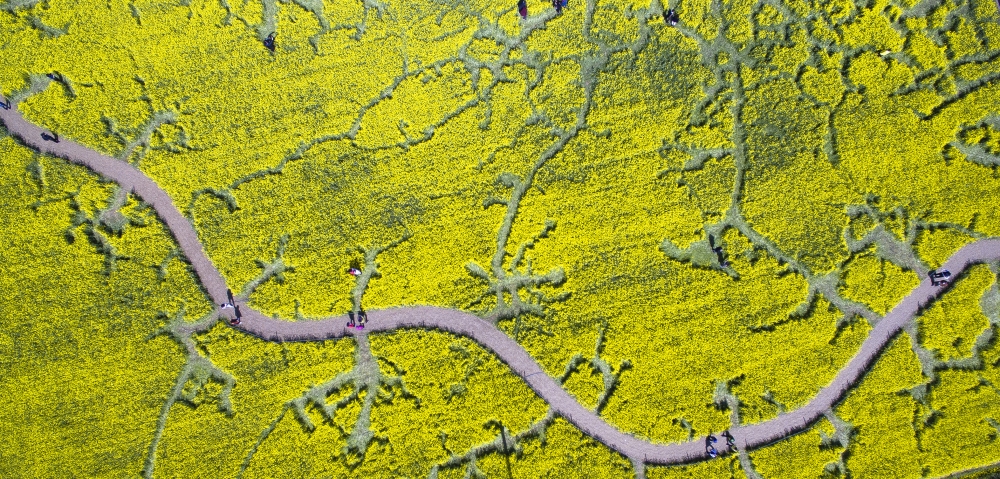 ▲유채꽃밭이 만개한 꽃과 길이 어우러져 마치 외계인이 남긴 미스터리 서클과 같은 독특한 형태의 문양을 이뤘다. 봄이 내려앉아 남긴 미스터리 서클이다. 최유진 기자 strongman55@