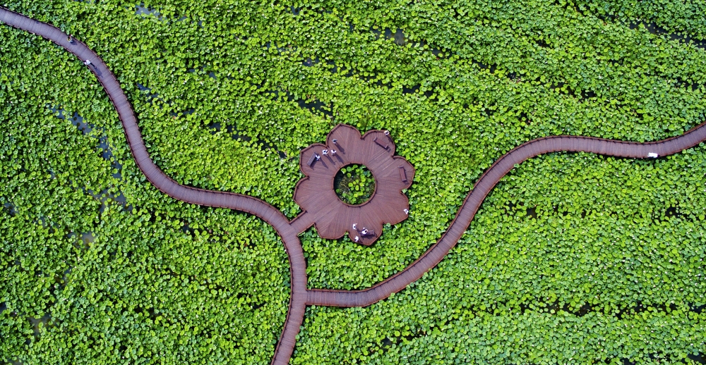 ▲연꽃 모양의 데크가 초록빛의 연잎에 둘러싸여 있다. 최유진 기자 strongman55@