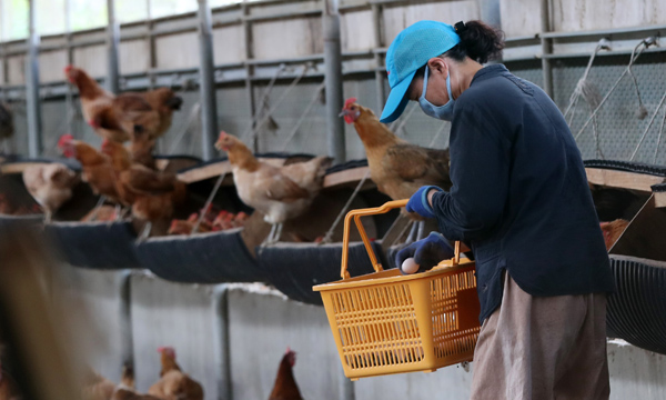 ▲23일 오후 경북 영천시 한 산란계 농장에서 관계자가 계란을 수거하고 있다. 이 농장은 지난 21일 농림축산부 전수조사에서 디클로로디페닐트라클로로에탄(DDT) 검출 달걀이 나온 것에 이어 23일 경북도 검사 결과 닭에서도 같은 성분이 검출됐다.(연합뉴스)