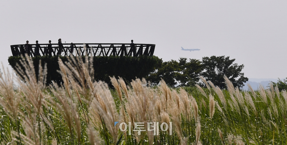 ▲서울 마포구 하늘공원을 찾은 시민들이 노랗게 물들기 시작한 억새밭을 거닐며 다가오는 가을의 정취를 만끽하고 있다. 이동근 기자 foto@(이투데이DB)