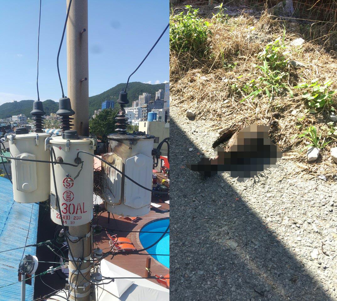 (사진제공=한전)