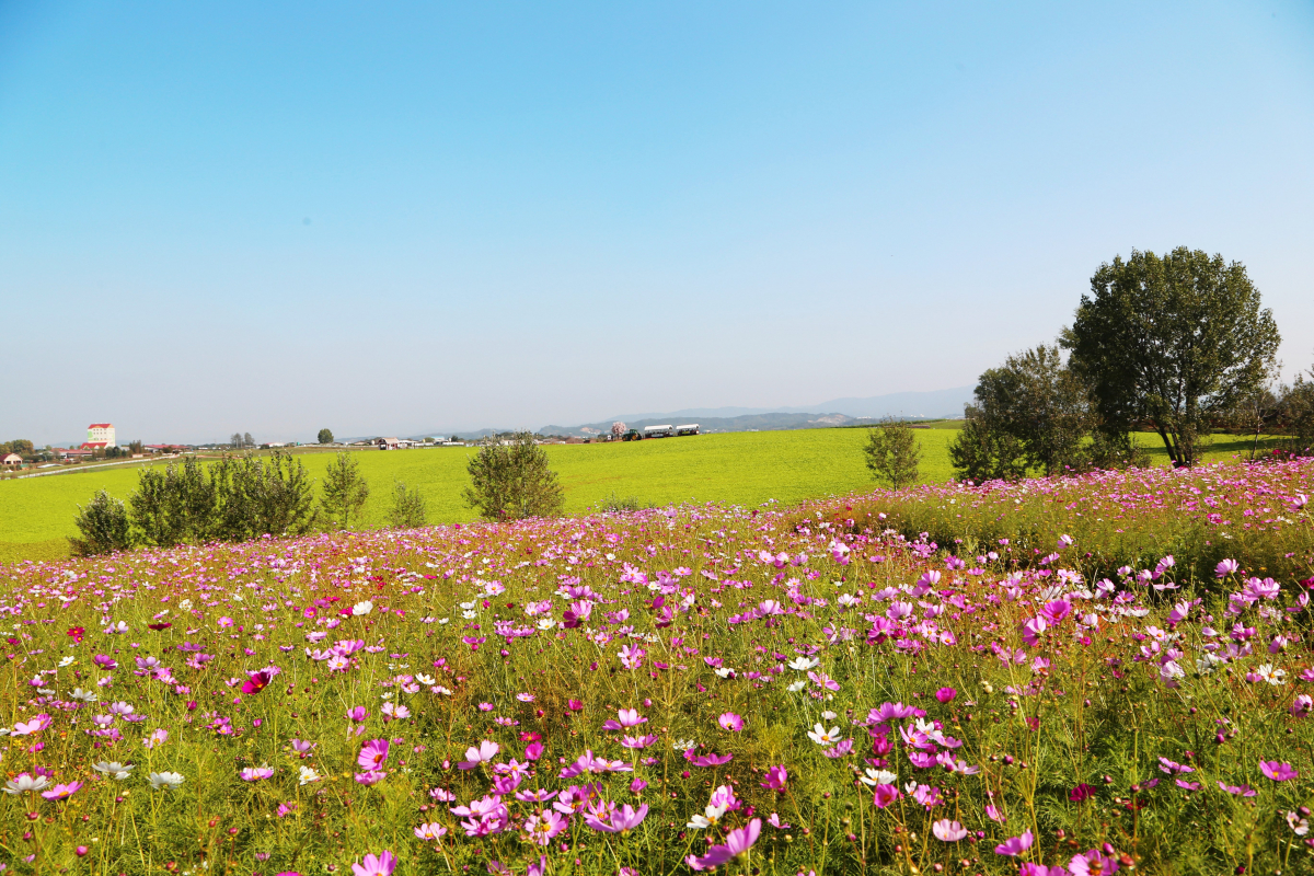 ▲안성팜랜드 코스모스밭 전경(농협)