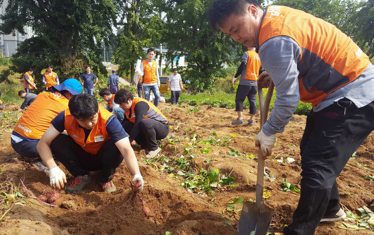 ▲호반건설 임직원들이 김포 소망의 집에서 고구마 텃밭 관리 봉사활동을 진행하고 있다. (사진=호반건설)