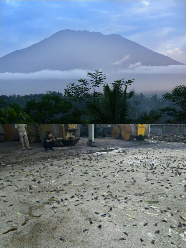 ▲인도 발리 아궁 화산 전경(위), 암라푸라 지역에서 떼죽음을 당한 채 발견된 참새들.(출처=AFP/연합뉴스 및 일간 콤파스 홈페이지 캡처)