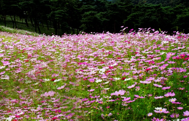 ▲카메라로 쓴 가을 이야기(변용도 동년기자)