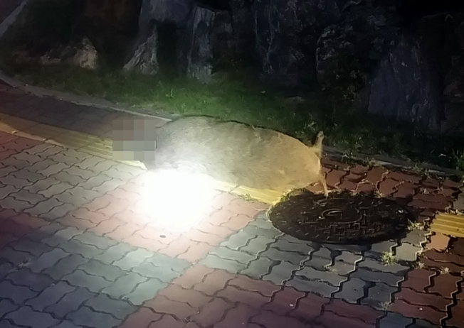 ▲ 7일 오후 7시 26분께 강원 원주시 단계동 한 아파트 단지에 출몰했다 사살된 멧돼지.( 원주소방서 제공=연합뉴스)