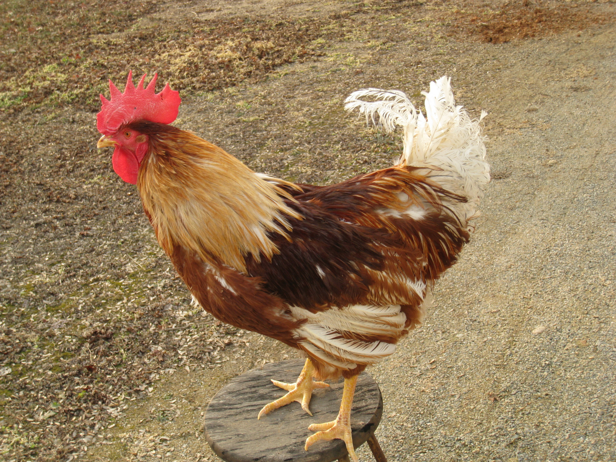 ▲국내산 닭(축산원)