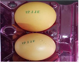 ▲피프로닐설폰 초과검출 계란(식약처)