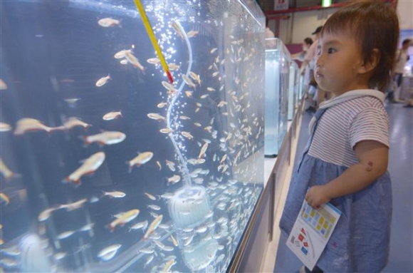 ▲서울무역전시컨벤션센터(SETEC)에서 열린 2016 한국 관상어 산업박람회를 찾은 한 어린이가 물고기를 구경하고 있다. 뉴시스