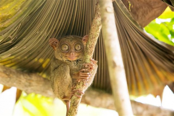▲세계에서 가장 작은 원숭이인 타르시어는 보홀의 명물로 불린다. 사진제공 참좋은여행