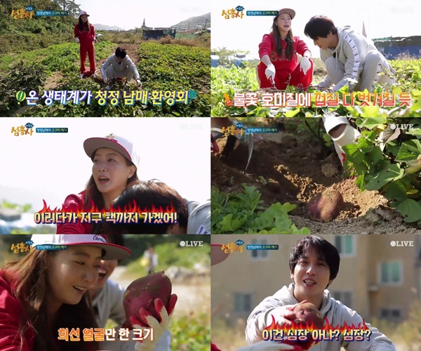 (▲tvN '섬총사')