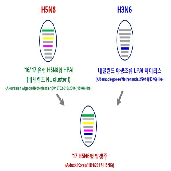 ▲올해 고창 H5N6의 유전자 재조합 모식도(농림축산식품부)