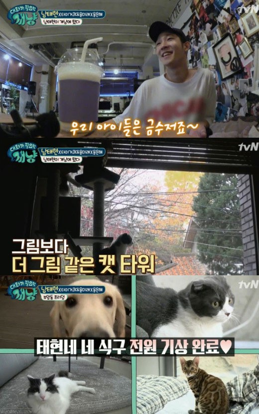 (▲tvN '대화가 필요한 개냥')