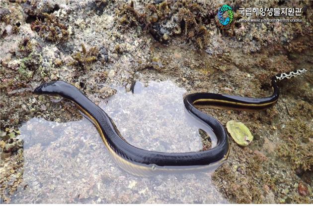 ▲제주 성산 앞바다에서 발견된 진정바다뱀아과에 속하는 바다뱀. 이 바다뱀은 1956년 부산 초량 근해에서 관찰된 이후 61년 만에 국내 서식 사실이 처음으로 확인됐다. 납작한 머리에 등은 검고 배면이 노란 특징을 지녔다. 아가미 없이 폐로 호흡하므로 주기적으로 수면위로 헤엄쳐 올라오며 연안에서 자주 관찰되는 어류 바다뱀과는 달리 맹독을 지니고 있다.