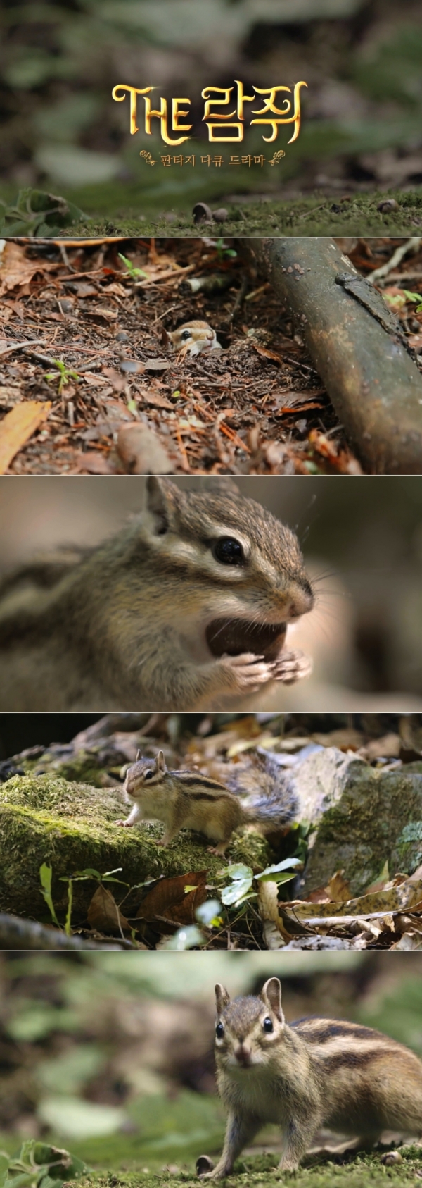 ▲'SBS스페셜'이 선보이는 '판타지 다큐 드라마 - The 람쥐'(사진=SBS)