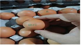 ▲살충제 부적합 계란(농림축산식품부)