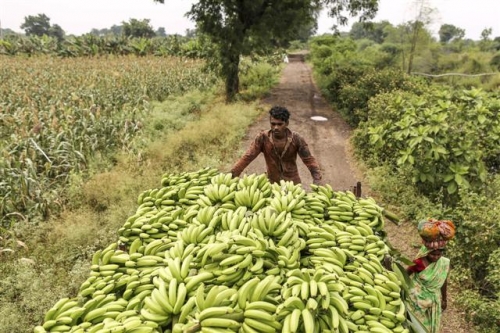 ▲인도 잘가온의 한 농장에서 인부가 바나나 트럭 뒤에 서 있다. 블룸버그