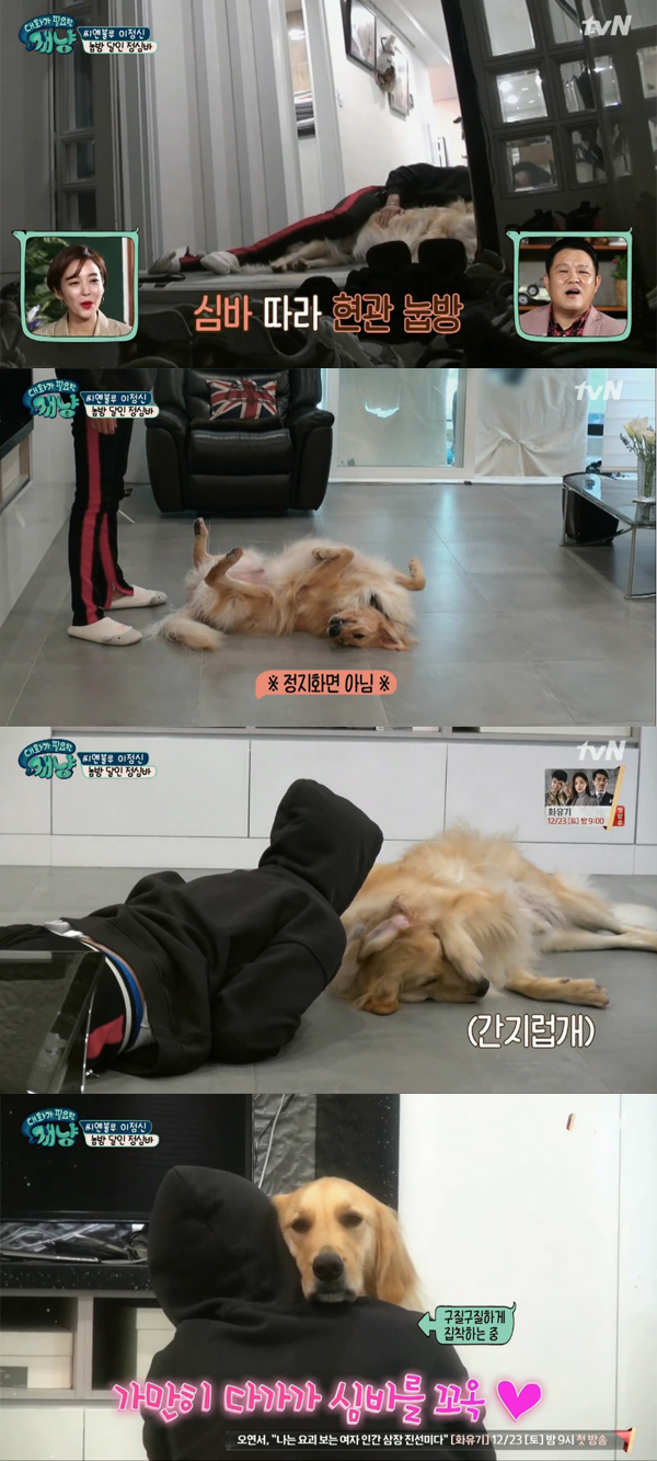 ▲'대화가필요한개냥' 이정신(사진=tvN)