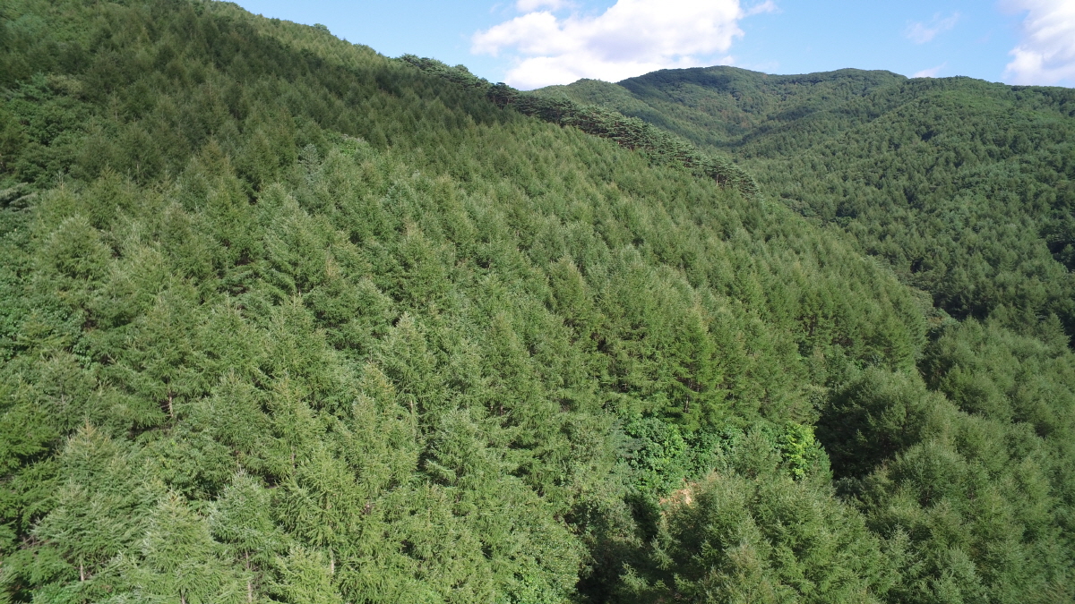 ▲경북에 조성된 국유림(산림청)