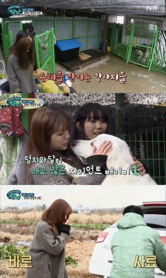 (▲tvN '대화가 필요한 개냥')