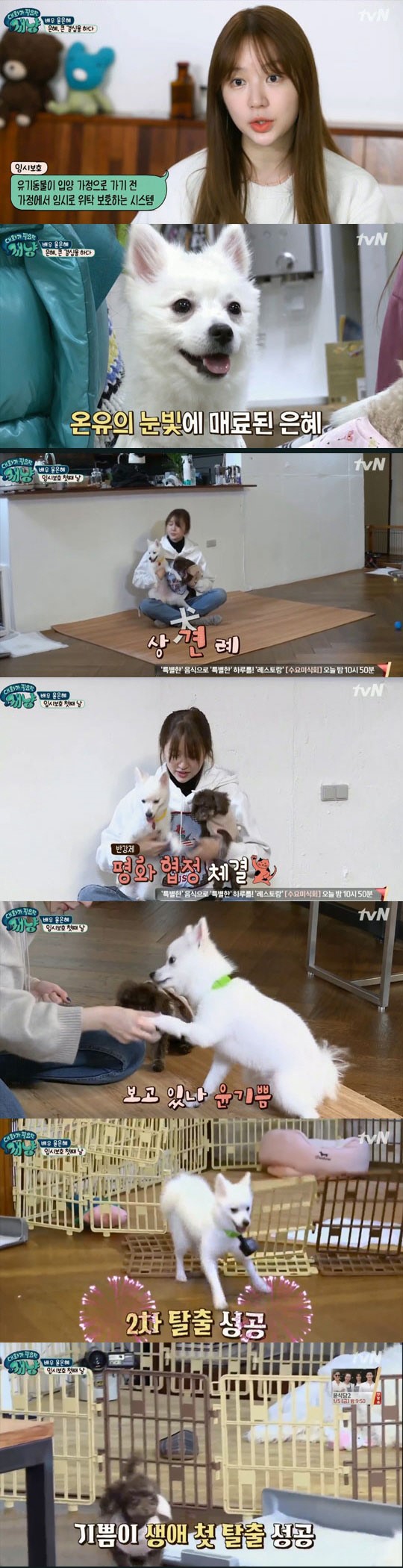 (▲tvN '대화가 필요한 개냥')