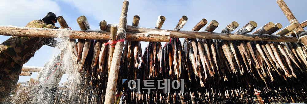 ▲강원 평창군 대관령면 황태덕장에서 인부가 눈 내린 덕장에 명태를 널고 있다.